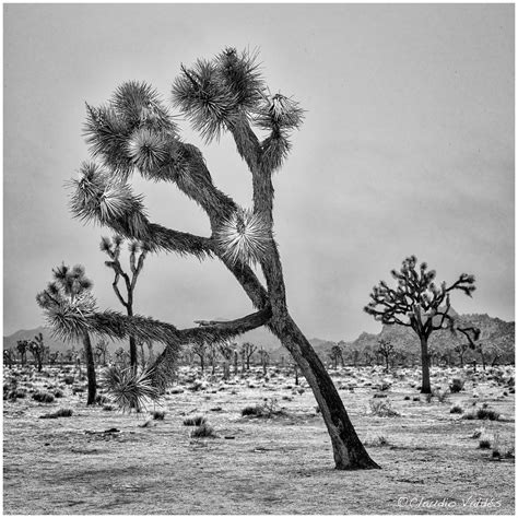 Joshua Tree In The Rain Joshua Tree National Park Cal Flickr