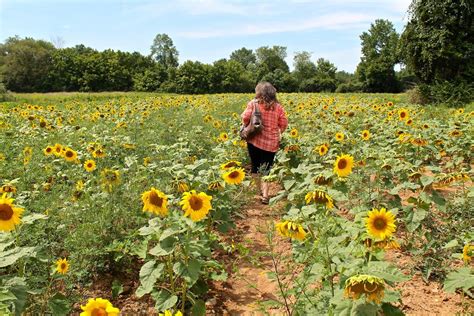 Sunflower Field Near Poolesville Md Sunflower Fields Sunflower Field