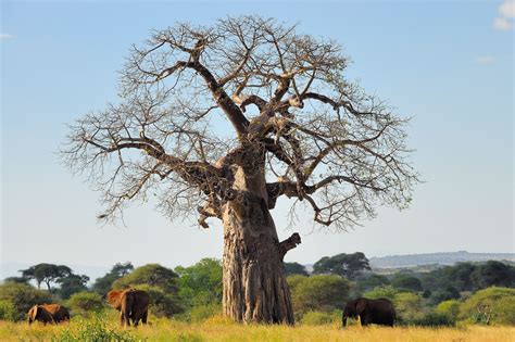Baobab Hauskoja Faktoja Afrikan Tree Of Life