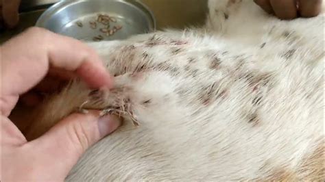 Remove Mangoworms From Dog Remove Mango Worms From Dog Skin Удалите