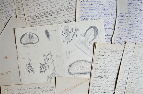 Le blé présente un certain nombre de bienfaits. MYCOLOGIE. Jules de Seynes, ensemble de manuscrits sur la maladie du Châtaignier - Traces ...