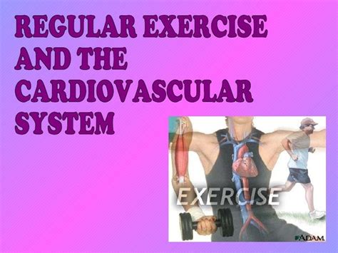 Effects On Cardiovascular System