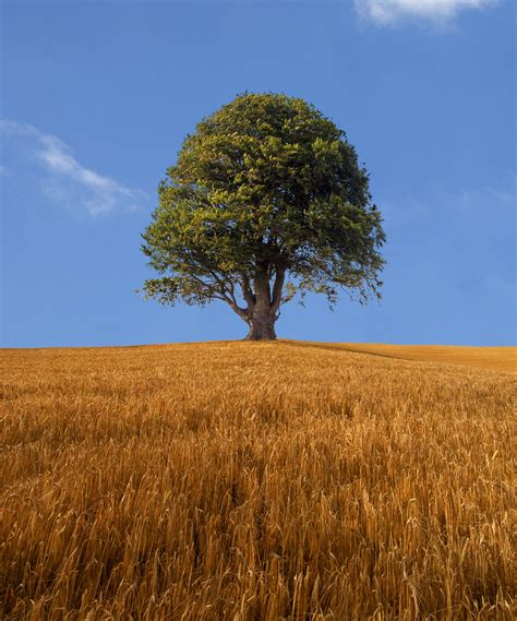 Lone Tree In A Field Of Wheat In Explore Near Michaelston Flickr