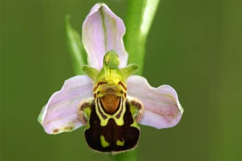 Foto circa fiori gialli dell'orchidea in giardino. Quando la natura stupisce, la fantastica orchidea a forma ...