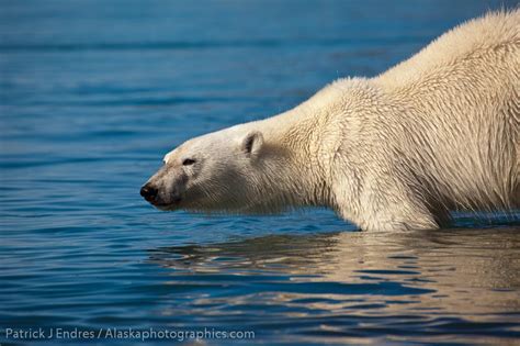 Polar Bear Portrait Alaskaphotographics