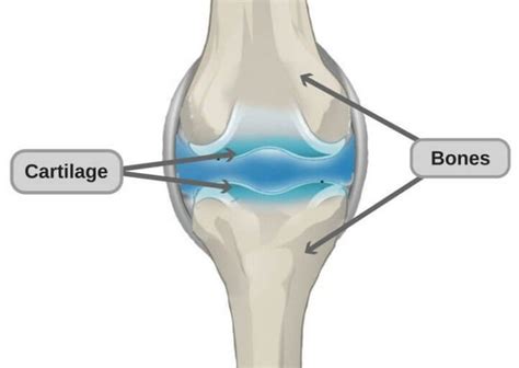 Differences Between Cartilage And Bone Overall Science