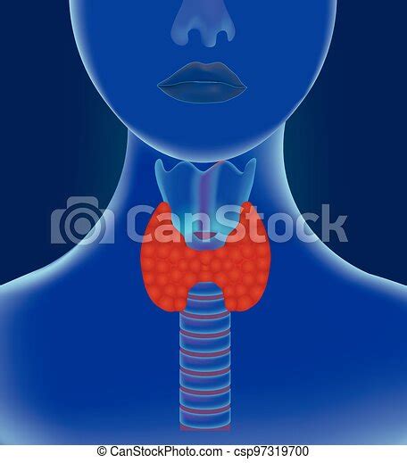 Thyroid Gland Inside Vector Illustration Canstock