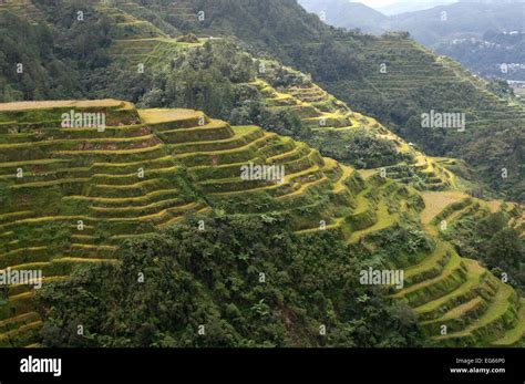 Cordillera Rice Terraces