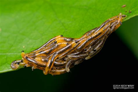 Fungus Gnat Larvae Sciaridae Dsc4120 Larval Locomotio Flickr