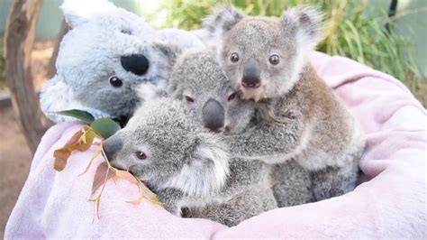 surrogate carer saves koala joey after mother develops mastitis youtube koala koalas