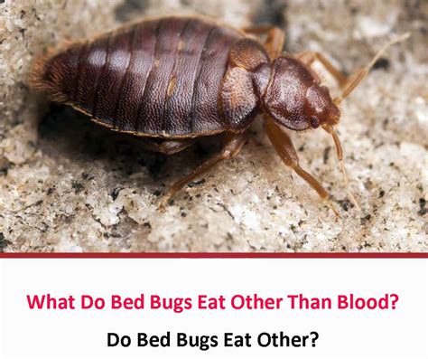 What Do Bed Bugs Eat Other Than Blood