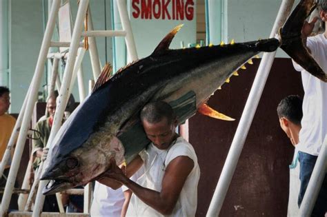 In Pictures The Decline Of Philippine Tuna Environment Al Jazeera