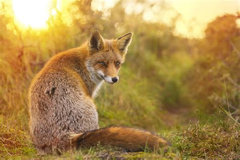 Fox Facts You Ll Be Surprised About These Sneaky Critters Facts Net