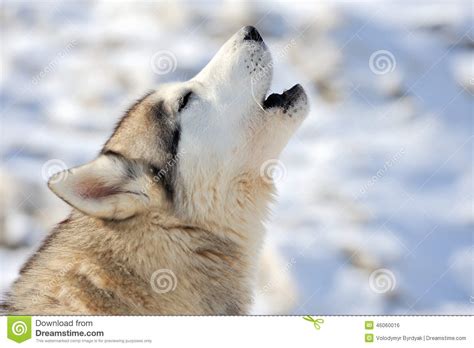 Siberian Husky Dog Portrait Stock Photo Image Of