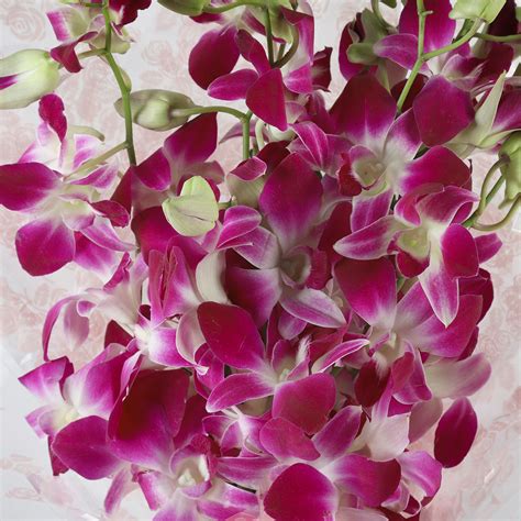 Online 6 Royal Orchids Bunch T Delivery In Singapore Fnp