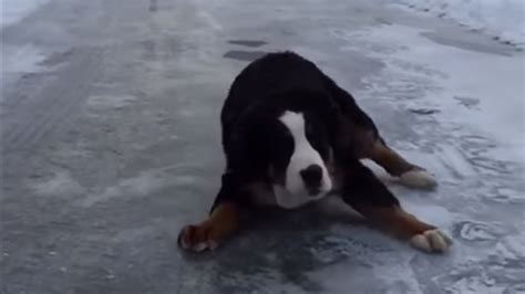 We did not find results for: Adorable: Bernese puppy slides down the ice - ABC7 Los Angeles