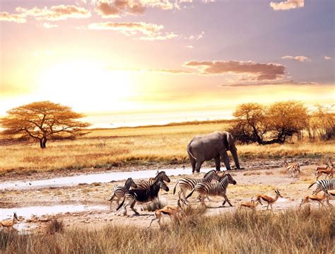Grass Amboseli National Park National Park Livestock Danger Sky
