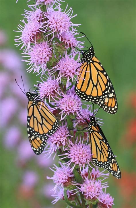 5 Native Plants Best For Attracting Butterflies To Your Backyard