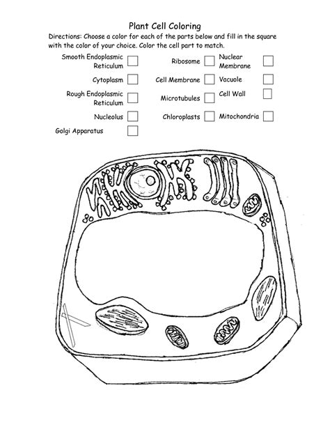 Animal And Plant Cell Coloring Worksheet Answers Herbalful