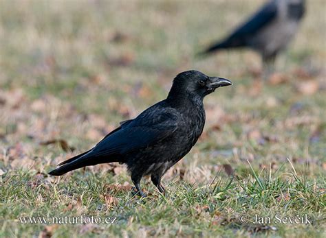 Carrion Crow Photos Carrion Crow Images Nature Wildlife Pictures