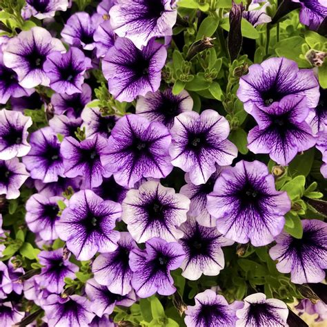 Mixed Petunia Seeds Veined Mix Flower Seeds075 Mays Garden Seed