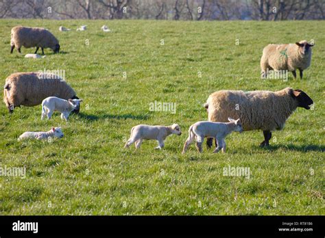 Lambing Hi Res Stock Photography And Images Alamy