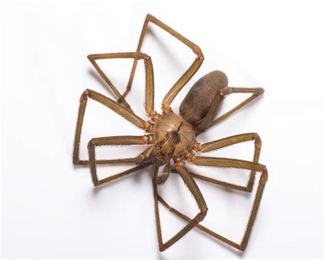 Brown Recluse Spiders Ace Exterminating