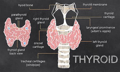 Thyroid Gland Health Function Symptoms And Treatments