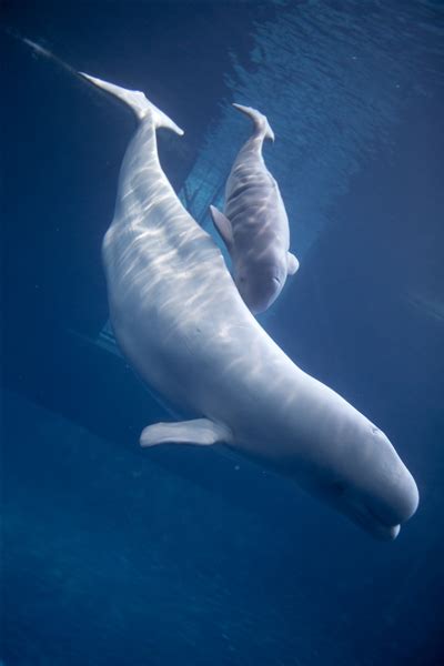White Wolf Isnt She Lovely Gender Of Baby Beluga Whale