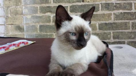 Kittens for sale through our shelters. Siamese Male Kitten for Sale in Chenequa, Wisconsin ...