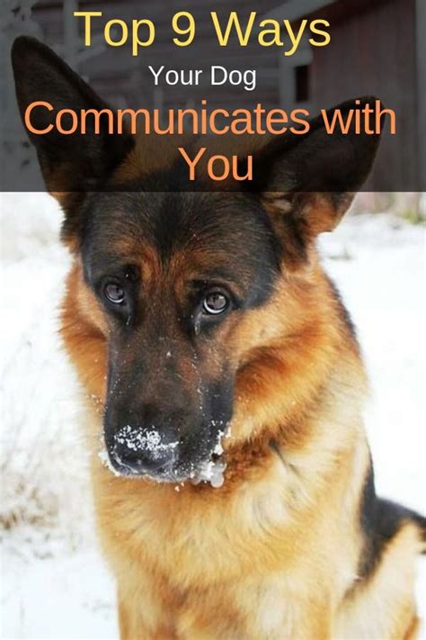 Here Are 9 Ways Your Dog Might Be Trying To Communicate With You Dog
