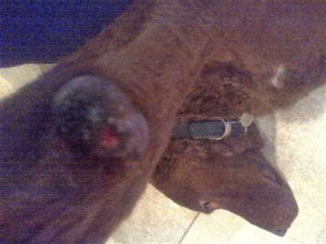 Carpal tunnel release is surgery to treat carpal tunnel syndrome. Future Vet: Taking care of animals