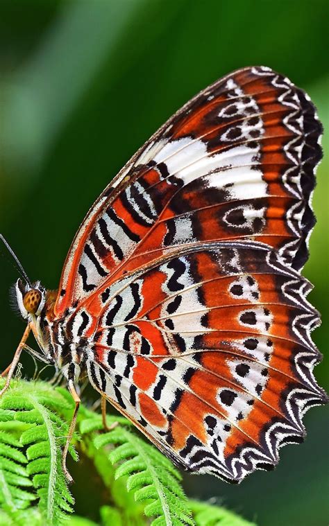 About Wild Animals A Leopard Lacewing Butterfly Butterfly Lacewing