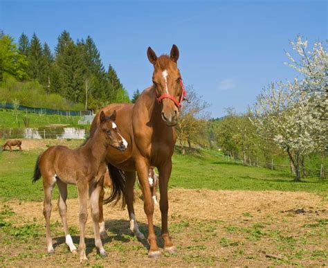 Since you have come here, you will be judged! KS1 Animals | Their Young and Babies