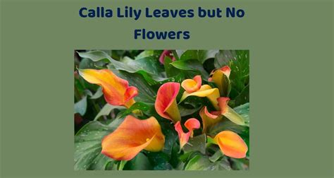 Calla Lily Leaves But No Flowers Reasons And What To Do