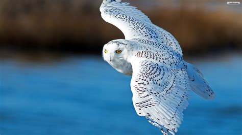 We did not find results for: White Owl Wallpaper (65+ images)