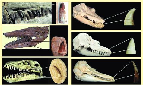 Selected Skulls And Dentitions Of Late Cretaceous Marine Reptiles And