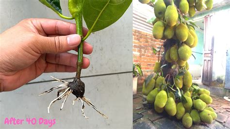How To Grow Jackfruit Tree From Cutting How To Grow Jackfruit Fast