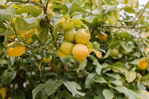 How To Grow Lemon Trees