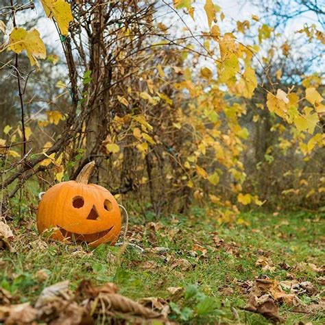 Изучайте релизы helloween на discogs. 42 Best Pictures Wann Haben Wir Halloween : Wen haben wir ...