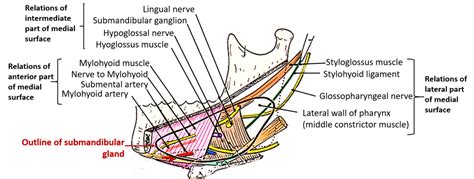 Submandibular Gland Parts Relations Nerve Suply And Applied