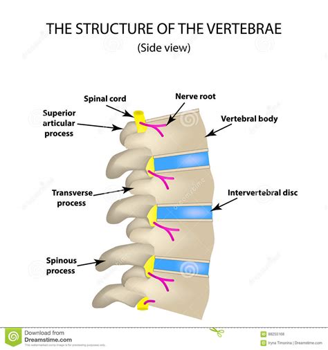 New users enjoy 60% off. The Structure Of The Spine. Side View. The Intervertebral Discs. Infographics. Vector ...