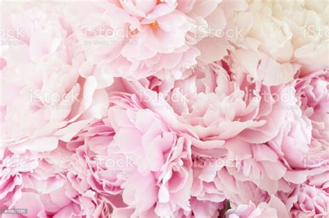 Beautiful Pink Peony Flower Background Stock Photo
