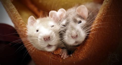 18 Adorable Rat Pics Proving That They Can Be The Cutest Pets Ever