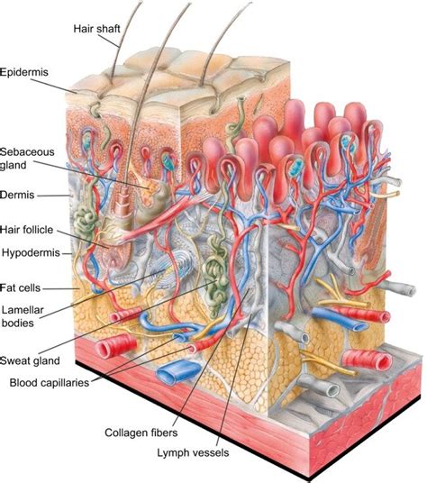 Diagram Of Human Skin Structure Skin Structure Skin Anatomy Epidermis