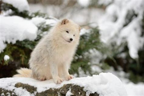 Arctic Foxes Will Warm Your Heart Baby Animal Zoo