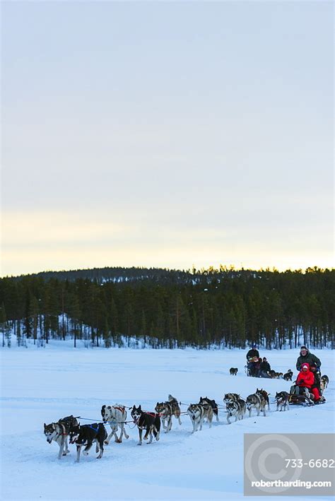 Dog Sledding Jokkmokk Lapland Arctic Stock Photo