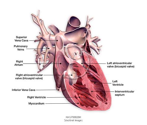 Cross Section Of Human Heart With Labels Stocktrek Images