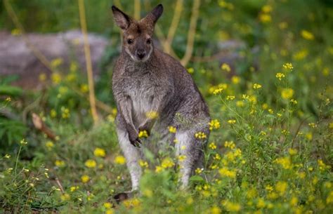 Kangaroos Abound But Fears For Smaller Cousins Warns Wwf