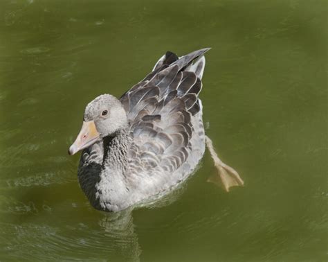Swimming Grey Duck Clippix Etc Educational Photos For Students And